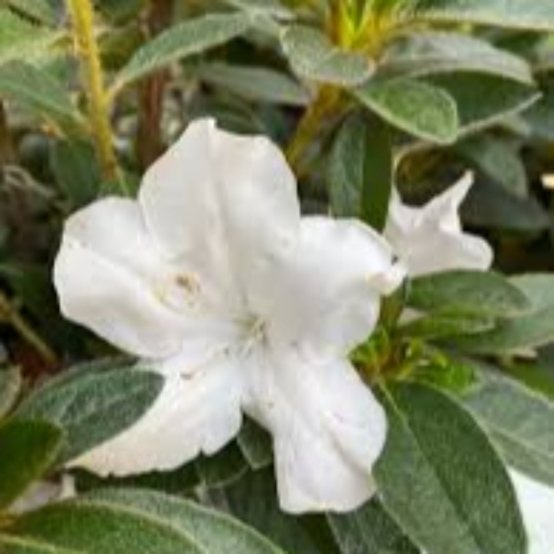 autumn lily flower Autumn Lily Encore Azalea 1 Gal