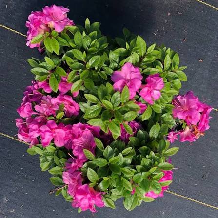 Perfecto Mundo Azalea Pink Shrub