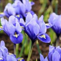 Close-up of Iris reticulata showing delicate violet petals and bright yellow throat