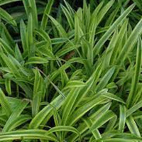 Liriope Muscari Variegata | Liriope Muscari Variegata is a medium-sized plant with green leaves that have creamy yellow margins. It grows in zones 5-10 and is grown naturally.