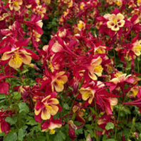 Aquilegia x Hybrid Earlybird Red Yellow (Columbine) - [EG]