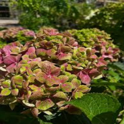 Froggie Bigleaf Hydrangea