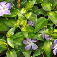 Vinca major 'Maculata' - 4"R - [EG]