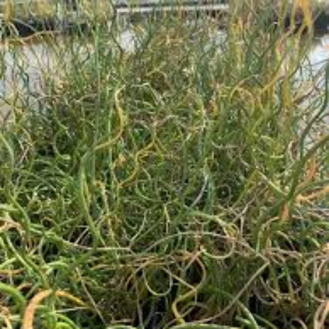 Grass Juncus effusus &
