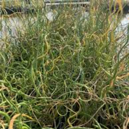 Grass Juncus effusus &