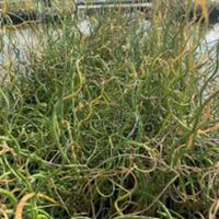 Grass Juncus effusus 'Big Twister' Corkscrew Rush - [EG]