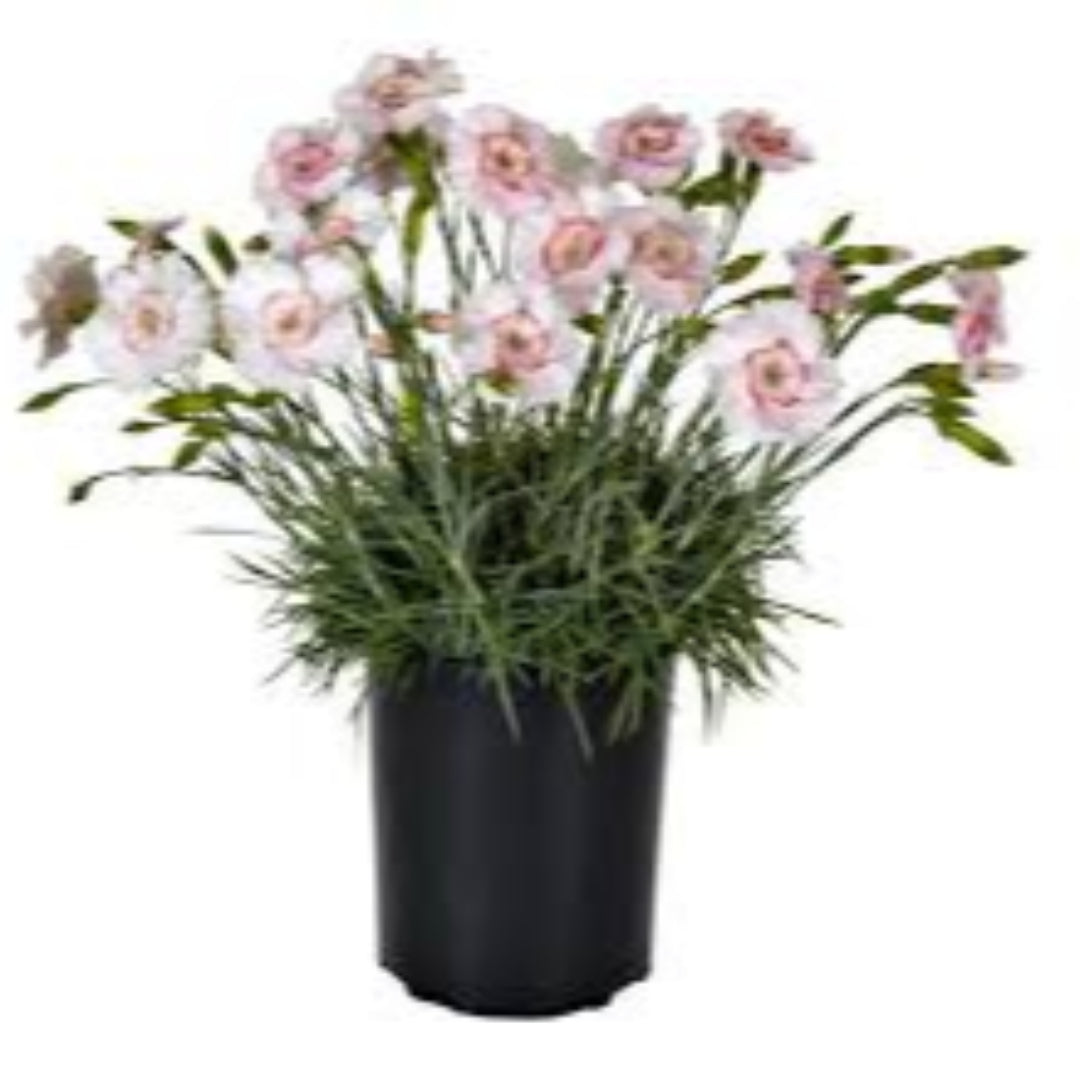 Dianthus American &