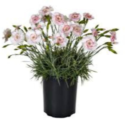Dianthus American &