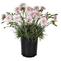 Dianthus American 'Georgia Peach Pie' - [EG]