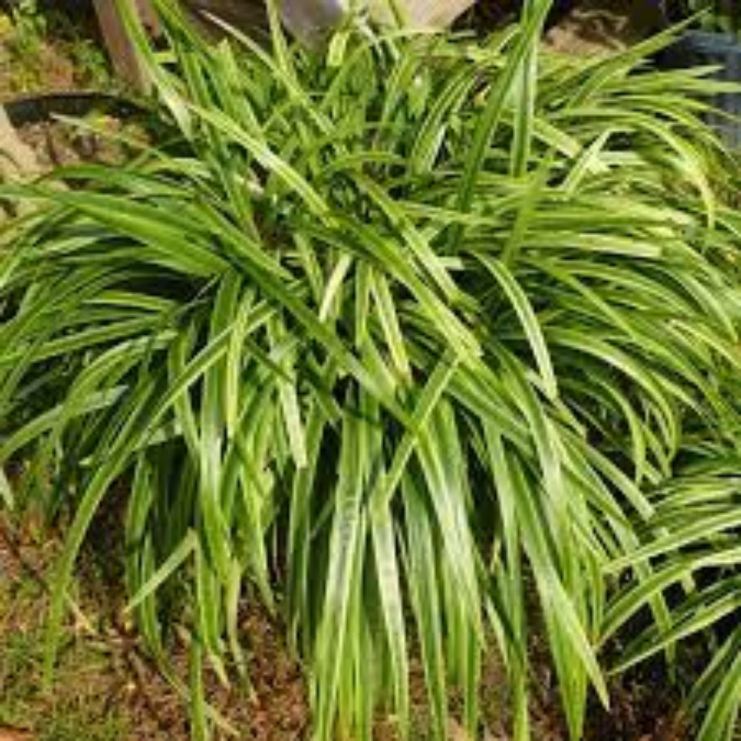 Liriope Muscari Variegata | Liriope Muscari Variegata is a medium-sized plant with green leaves that have creamy yellow margins. It grows in zones 5-10 and is grown naturally.