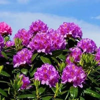 Reblooming Purple Azalea