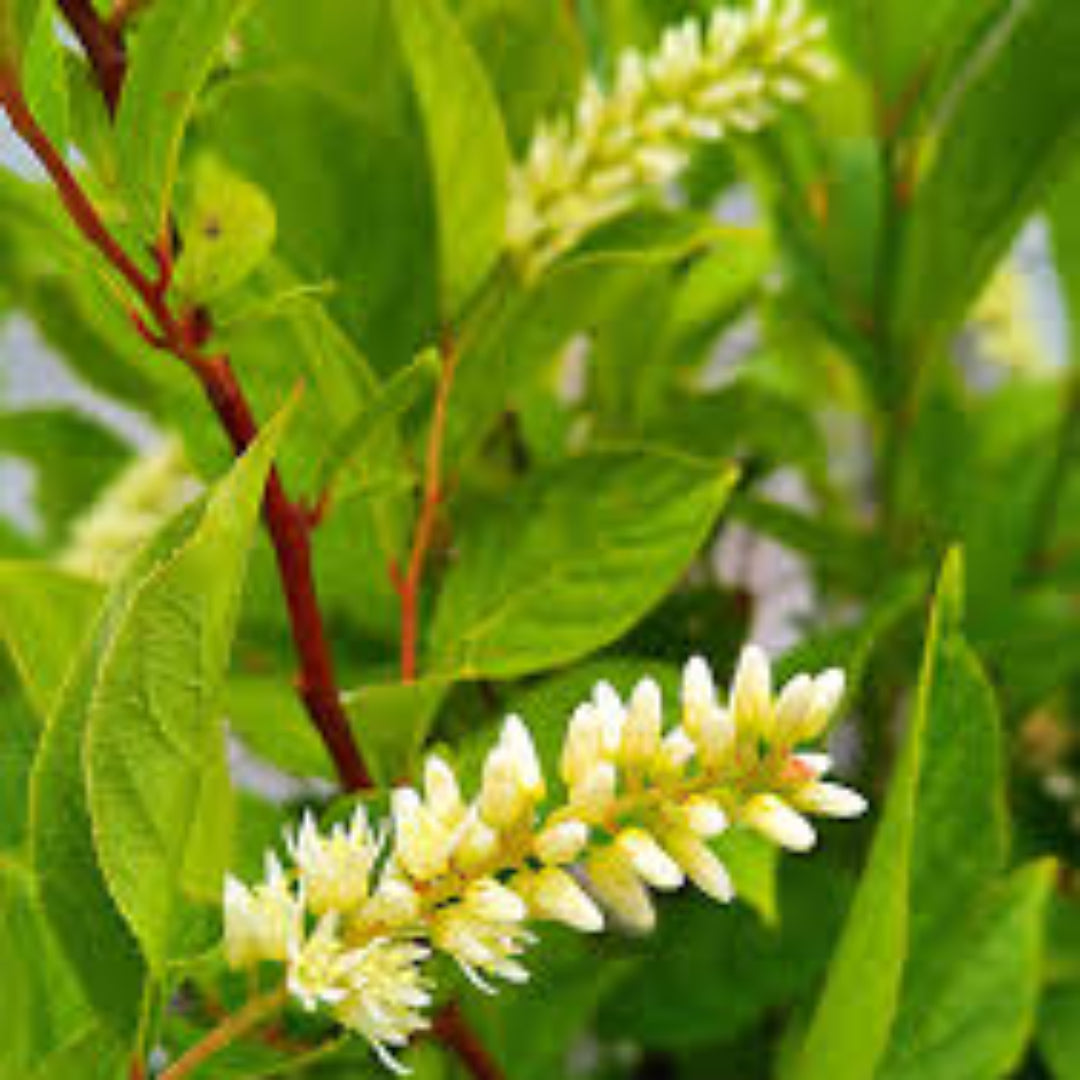 Little Henry Sweetspire Shrub