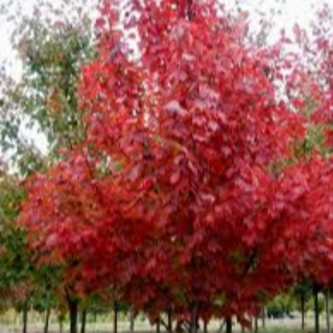 Somerset Red Maple