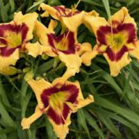 Hemerocallis Rainbow Rhythma Tiger Swirl Daylily - [EG]