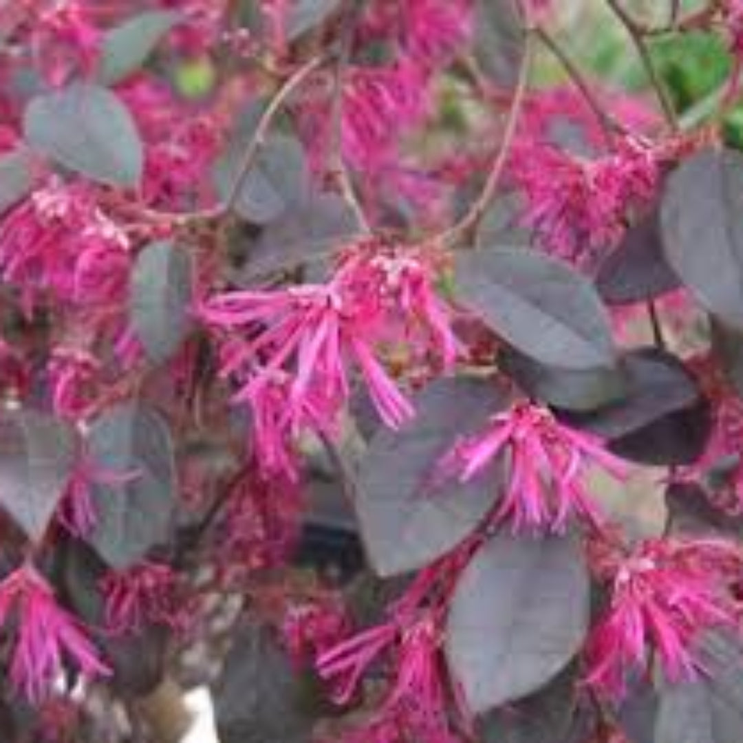 Chinese Fringe Flower Zhuzhou Loropetalum bush