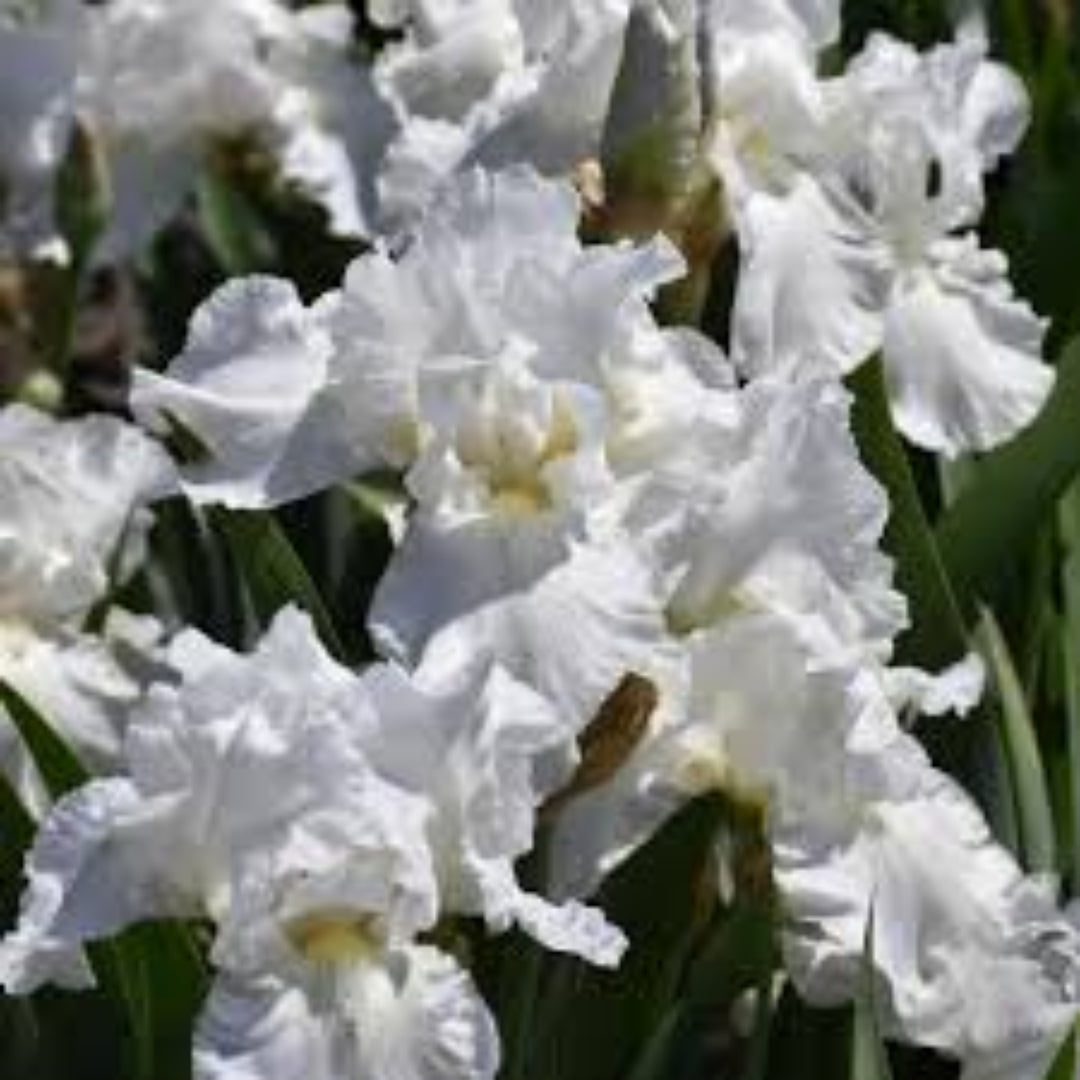 Iris Germanica Immortality