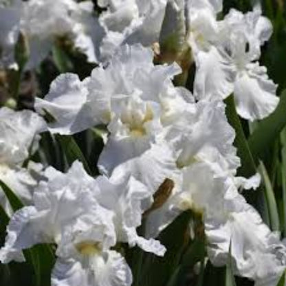 Iris Germanica Immortality