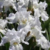 Iris Germanica Immortality