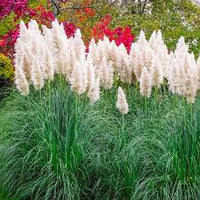 White Pampas Grass Ornamental Plant