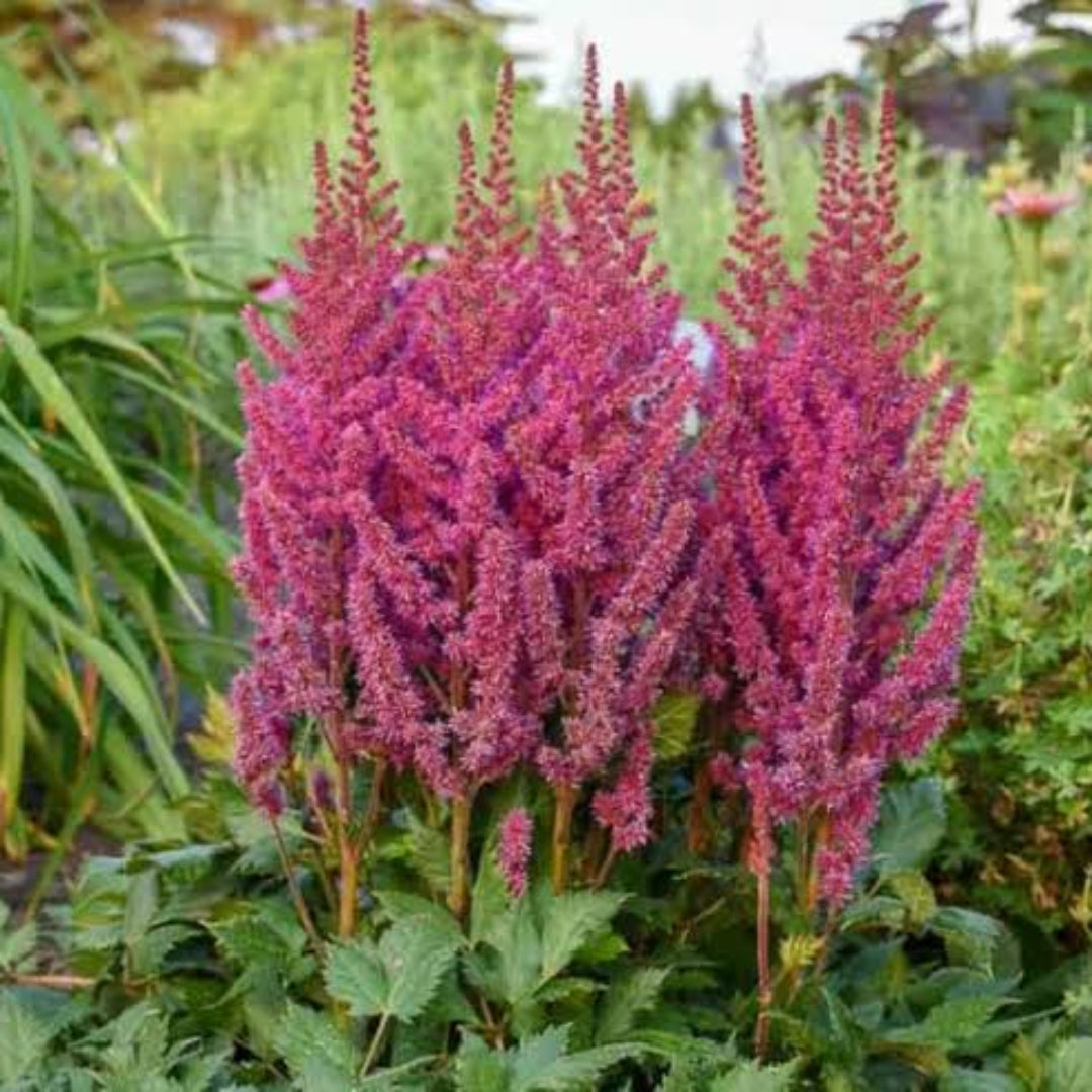 Astilbe chinensis &
