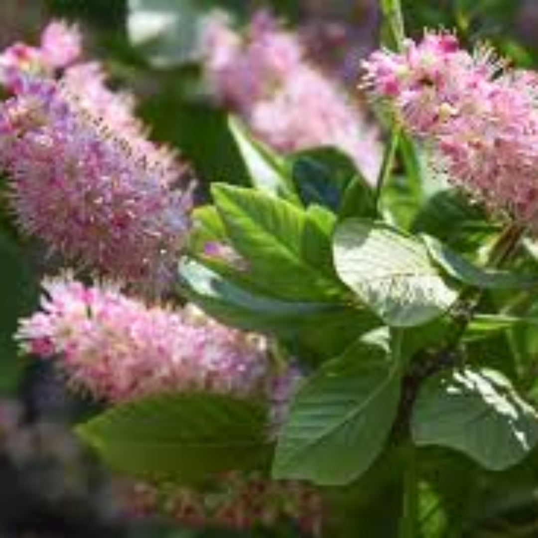 Bottlebrush Clethra Ruby Spice plant growing as a compact ornamental shrub