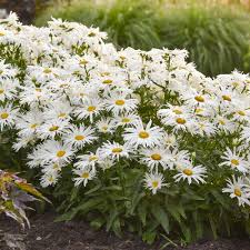 Leucanthemum x superbum Amazing Daisies Daisy May
