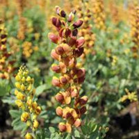 Decadence® 'Cherries Jubilee' False Indigo