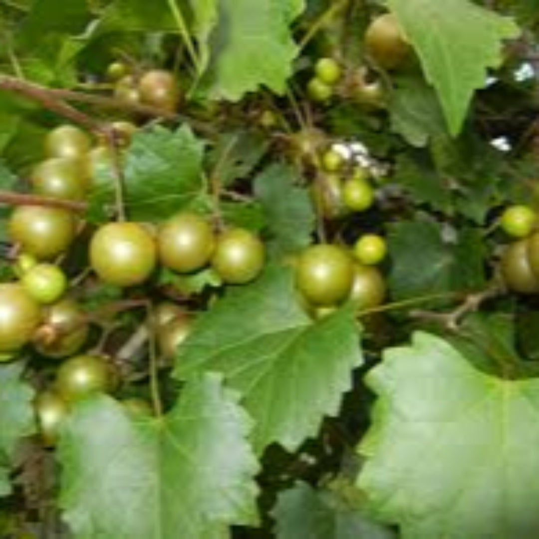 Scuppernong Grape Vine