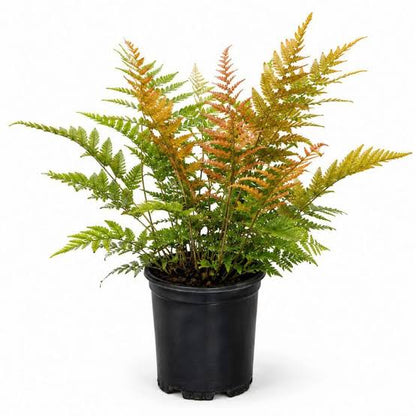 Autumn Fern Dryopteris erythrosora