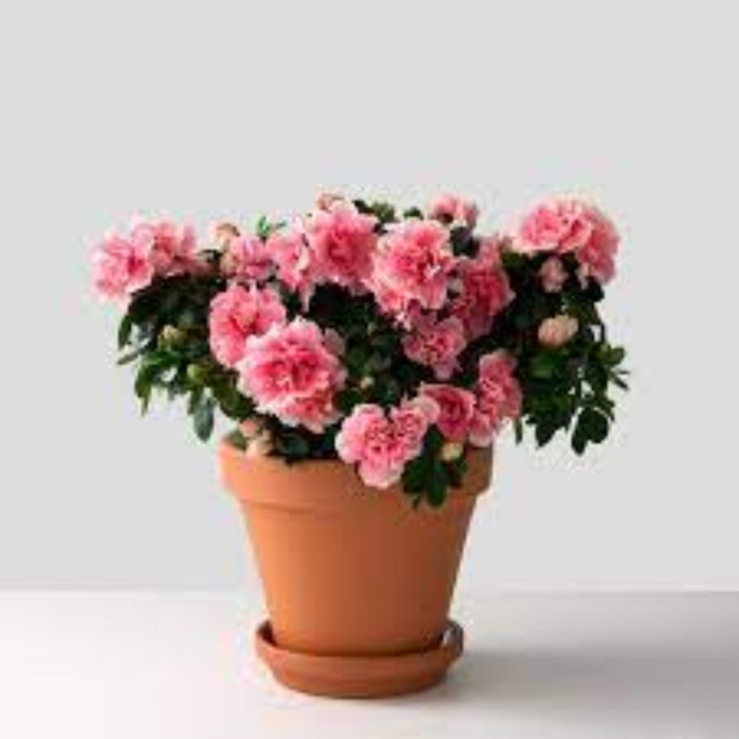 Azala Pink Ruffles Buy Pink Ruffles Hybrid Azalea Plants & Trees Online | Pixies Gardens