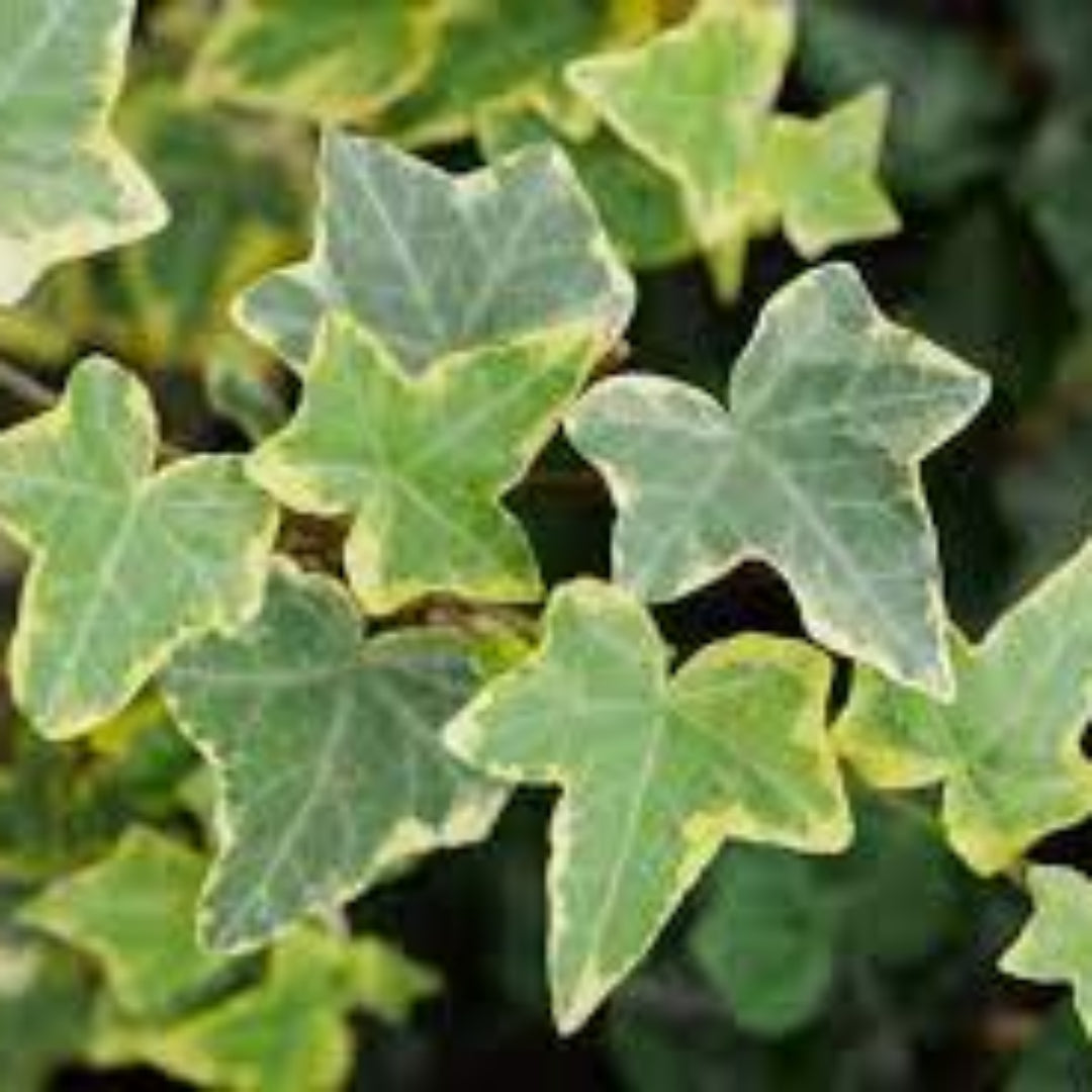 Hedera Helix Gold Child 10 count flat of 4" pots