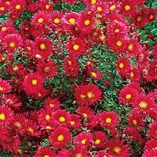 Aster Kickin Carmine Red