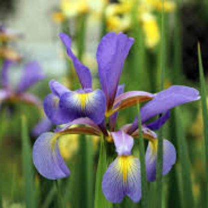 Blue Iris