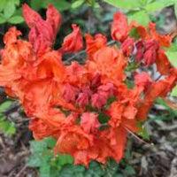 Gibraltar Azalea ornamental shrub for home gardens