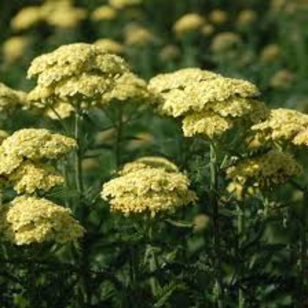 Achillea Millefolium Sunny Seduction Yarrow