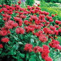 Monarda Sugar Buzz® 'Cherry Pops