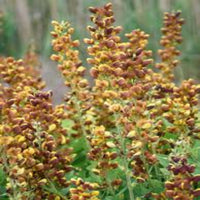 Decadence® 'Cherries Jubilee' False Indigo