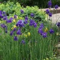 Purple-Blue Flower, Petals Edged with White