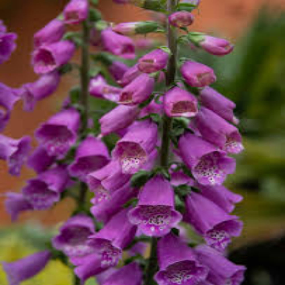 Digitalis Purpurea &