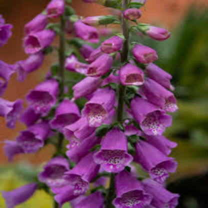 Digitalis Purpurea &
