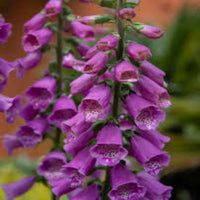 Digitalis Purpurea 'Dalmatian Rose' Foxglove. 10 count flat of 4" pots