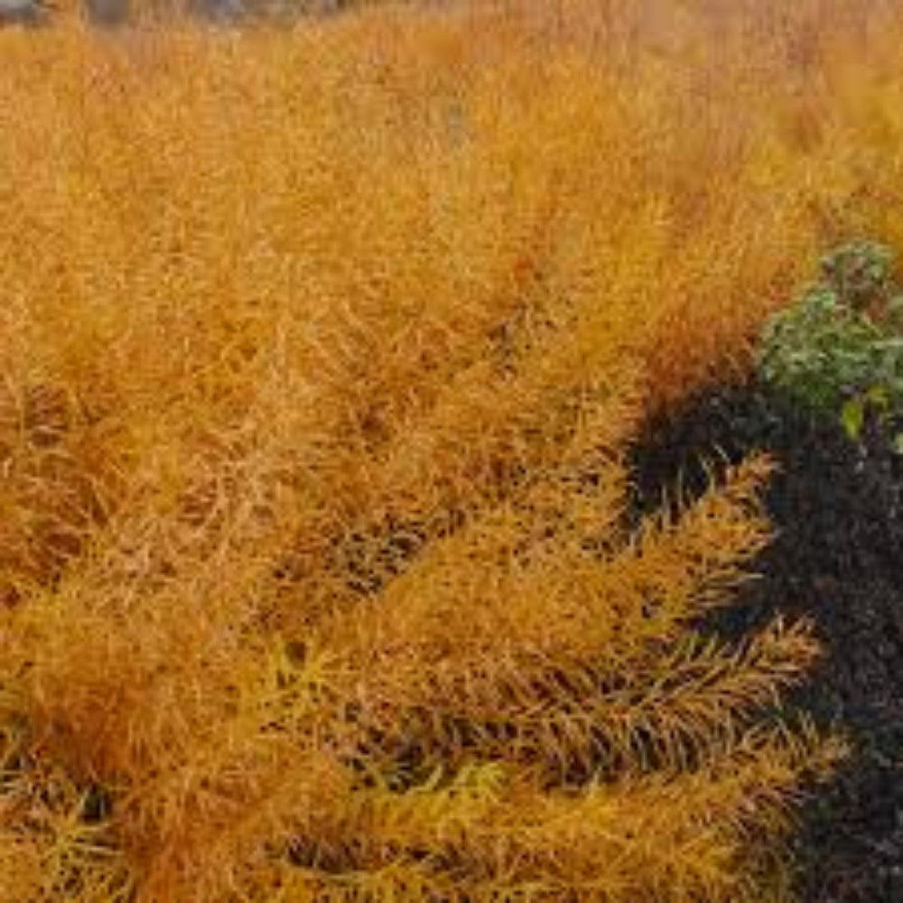 Amsonia hubrichtii ‘Butterscotch’ Blue Star Plant - [EG]