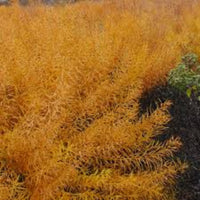 Amsonia hubrichtii ‘Butterscotch’ Blue Star Plant - [EG]