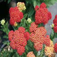 Achillea Millefolium 'Strawberry Seduction- Large Clusters of Long  [EG]