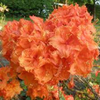 Exbury Gibraltar azalea plant for landscape gardens