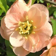 Cameo Flowering Quince Unique and Gorgeous Soft Peach Pink Flowers