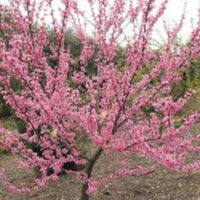 Eastern Redbud Tree branches covered in pink spring flowers