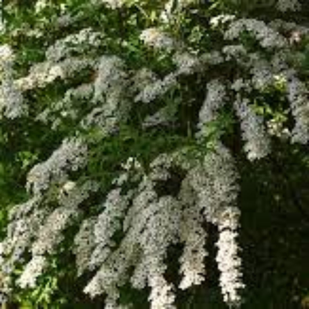Sparkler White Flower Shrubs