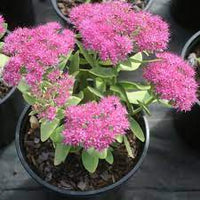 Sedum spectabile Neon - [EG]
