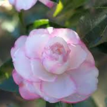 Leslie Ann Camellia Sasanqua